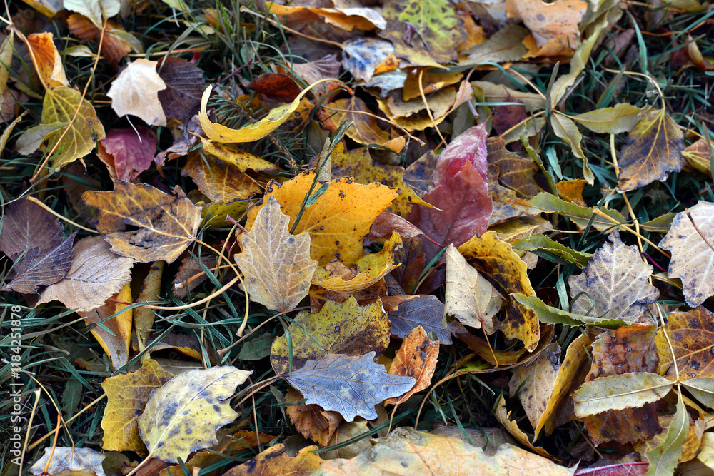Dry leaves on the ground in a beautiful autumn forest. autumn background, fallen leaves in a forest or park. Grove. selective soft focus. autumn colors, beautiful season. autumn season, first frosts Dry leaves on the ground in a beautiful autumn forest. autumn background, fallen leaves in a forest or park. Grove. selective soft focus. autumn colors, beautiful season. autumn season, first frosts