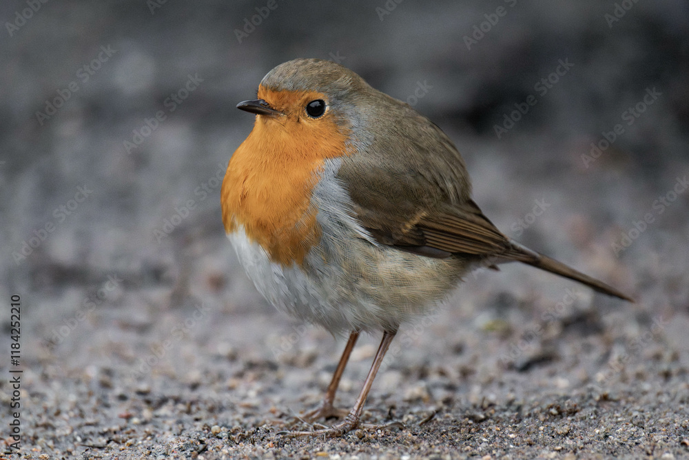 European robin (Erithacus rubecula) standing on the ground European robin (Erithacus rubecula) standing on the ground