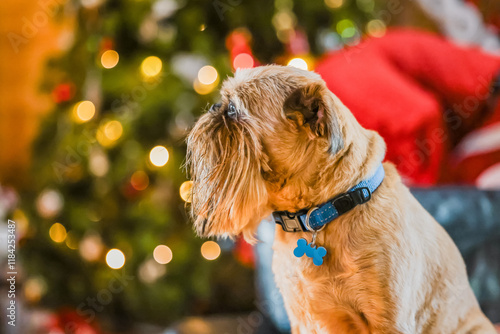 Brussels Griffon dog indoors with lit up Christmas tree in background photo