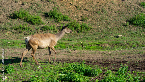 Female deer maral or wapiti on farm on sunny summer day photo