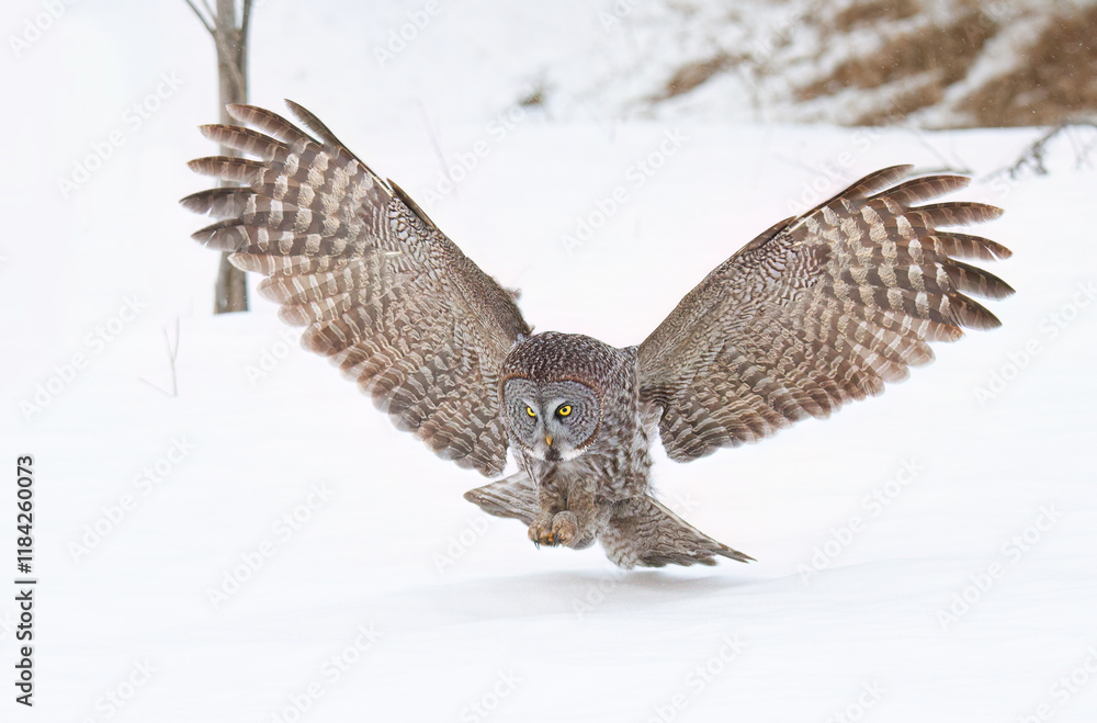 Great grey owl (Strix nebulosa) with wings spread out pounces on prey as he hunts in the winter snow in Canada