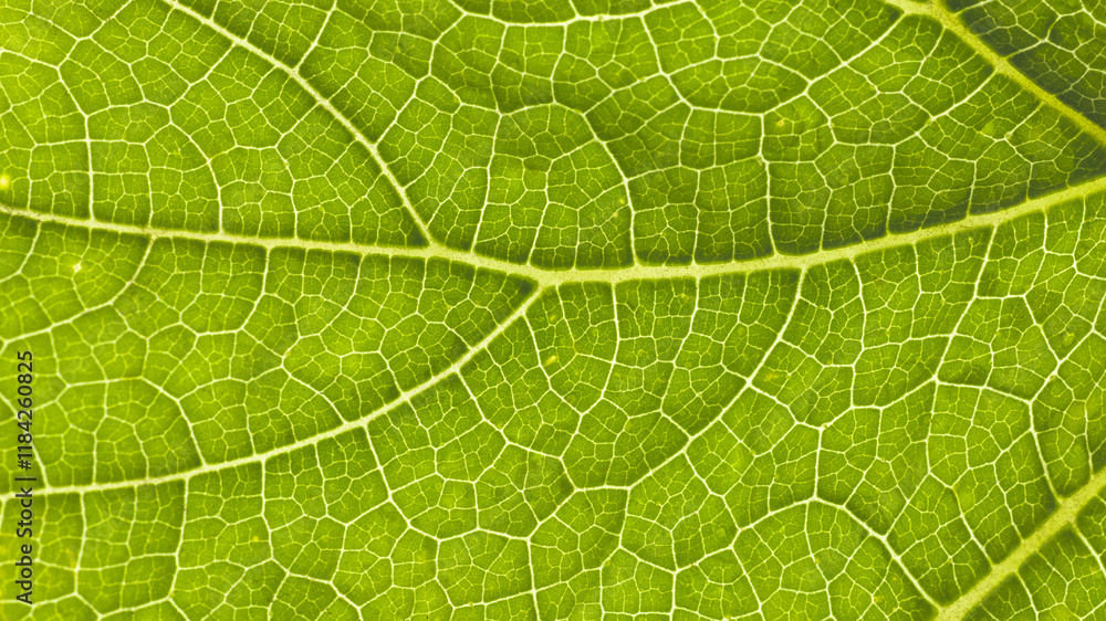 A close-up of a pumpkin leaf. A close-up of a pumpkin leaf.