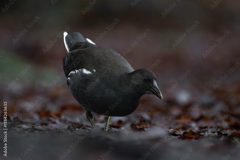 Fototapeta premium Young common moorhen (Gallinula chloropus) standing on the ground and looking for food