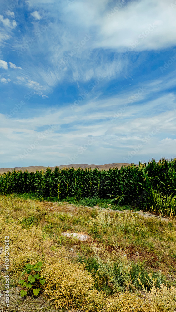 Obraz premium Corn field in summer against the backdrop of mountains and sky with clouds.