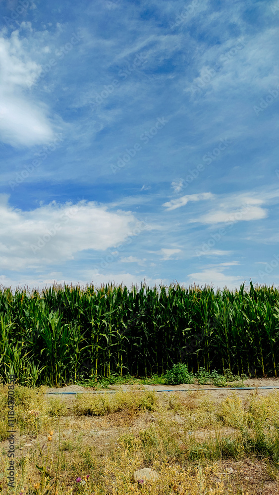 Corn field in summer against the backdrop of mountains and sky with clouds. Corn field in summer against the backdrop of mountains and sky with clouds.