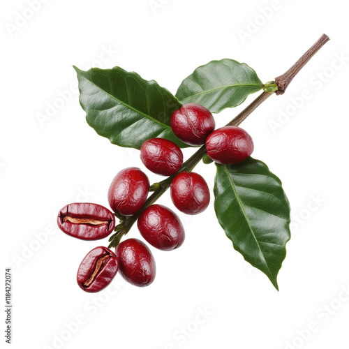 Ripe red coffee cherries with green leaves on branch, isolated on white
