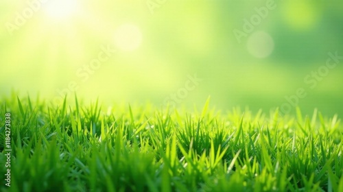 Lush Green Grass Blades Illuminated by Soft Sunlight, a Serene Nature Scene