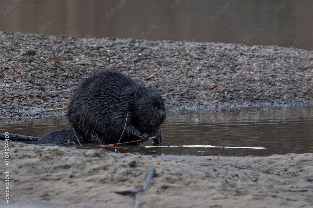 beaver in the wild
