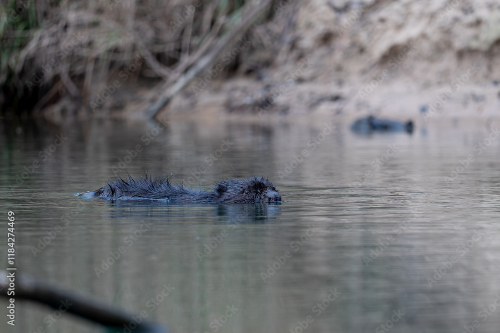 shot of a wild beaver swimming in a river, nature series