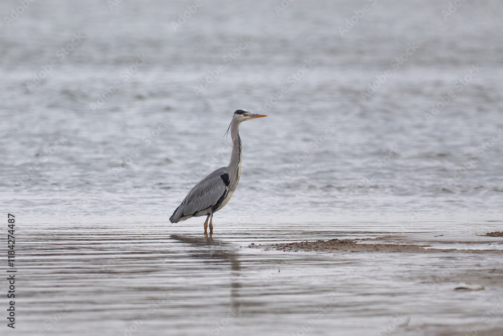 great blue heron ardea cinerea, bird in the Vistula river