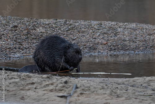 Obraz na płótnie beaver in the wild w salonie