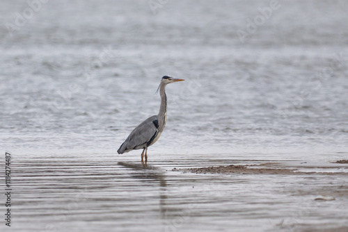 Obraz na płótnie great blue heron ardea cinerea, bird in the Vistula river w salonie