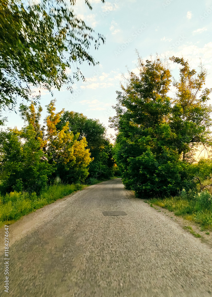 Fototapeta premium Road among the trees.