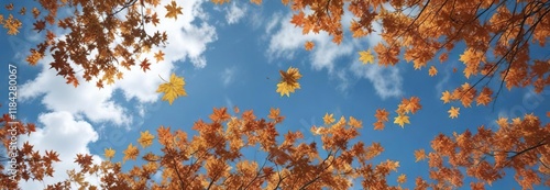 Falling maple leaves against a clear blue sky with few white clouds, falling leaves, maple trees, outdoor scene