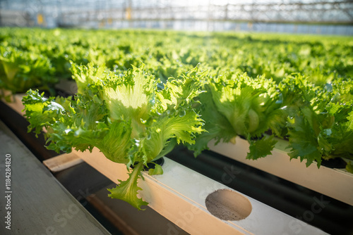 Lettuce thrives in modern greenhouse with hydroponic rows spanning territory. Indoor farming, hydroponic greenery, climate control, urban agriculture, smart garden technology, plant care efficiency photo