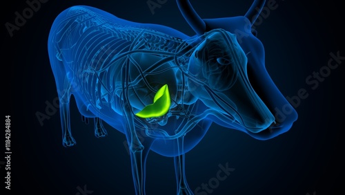 Foto cow digestive system lungs and large intestine system anatomy