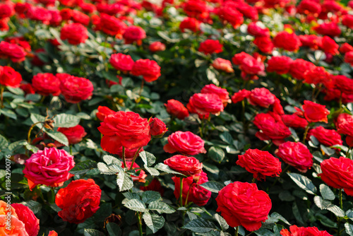 Red rose flower on background blurry red roses flower in the garden of roses. Nature. Roses for Valentine Day. photo