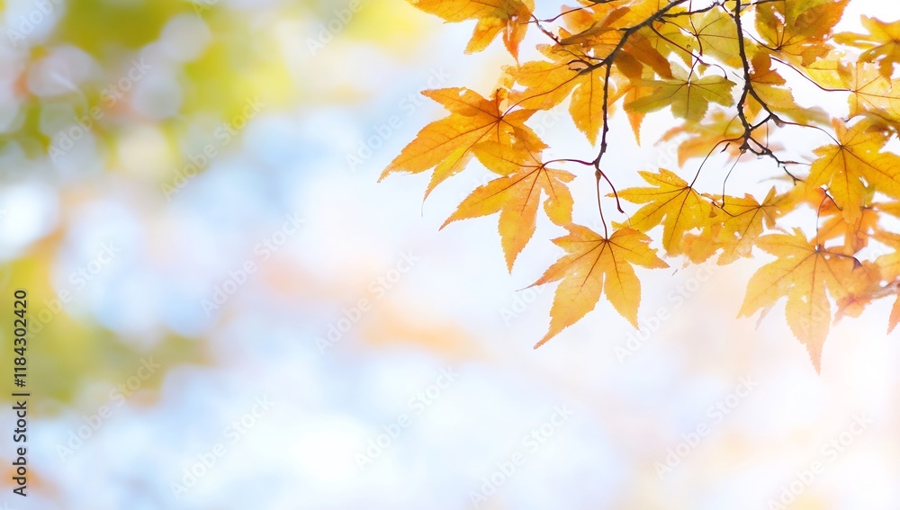Autumn Leaves Against a Soft Focus Background in Warm Tones Autumn Leaves Against a Soft Focus Background in Warm Tones