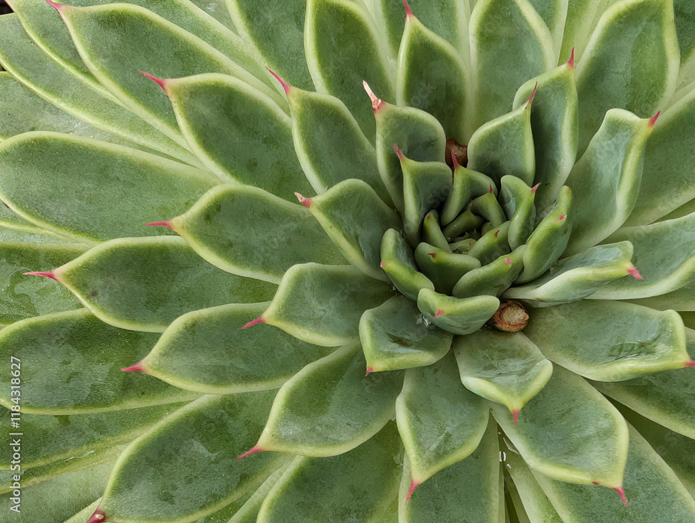 Close up of Echeveria Agavoides Red tip Close up of Echeveria Agavoides Red tip