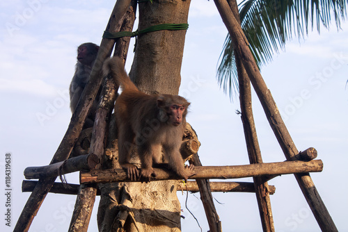 Photography monkeys in vietnam