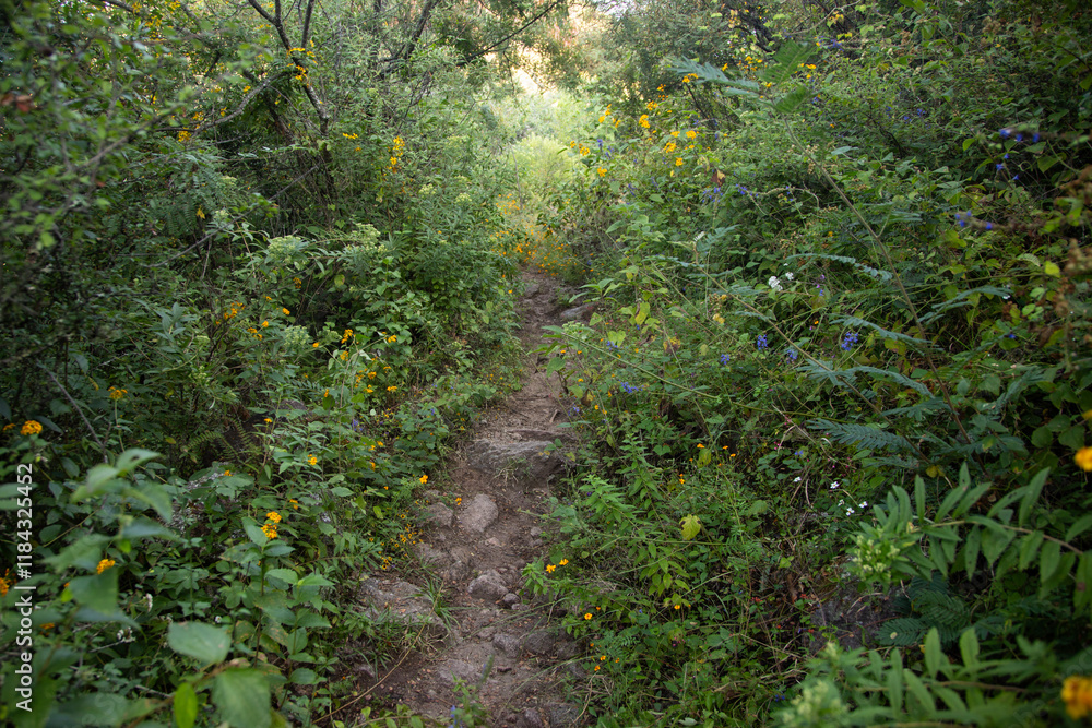 Mountain hiking trail to climb Mount Picacho in the Oaxaca Valley in Mexico. Mountain hiking trail to climb Mount Picacho in the Oaxaca Valley in Mexico.