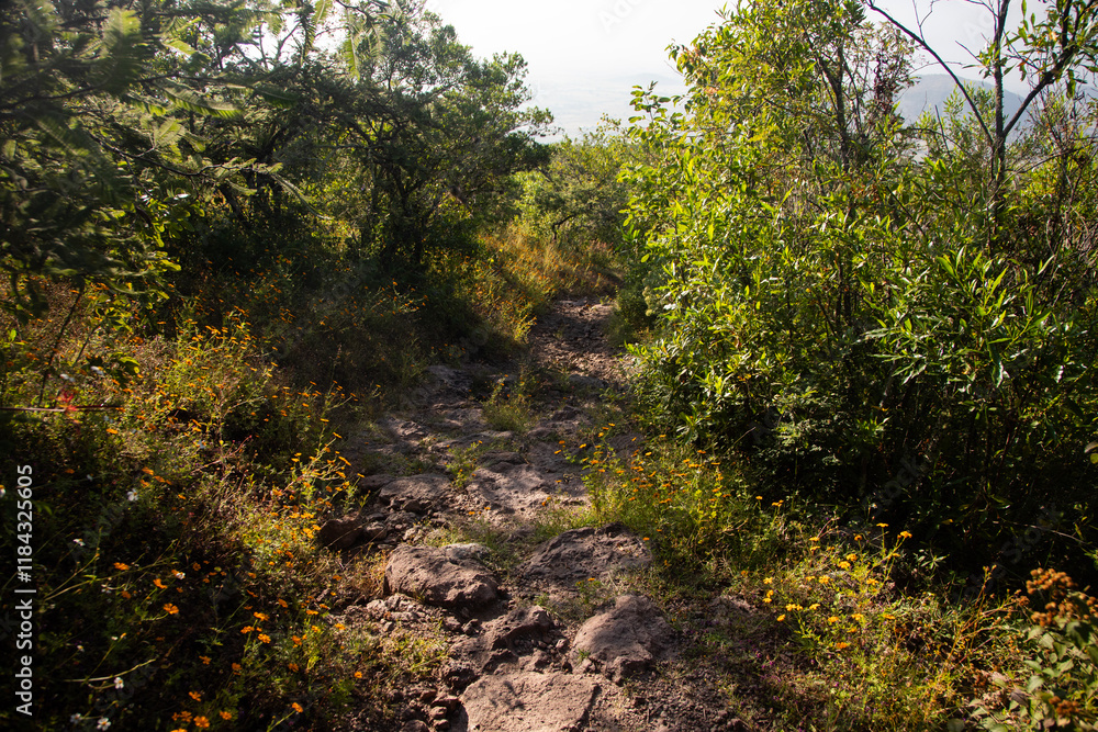 Mountain hiking trail to climb Mount Picacho in the Oaxaca Valley in Mexico. Mountain hiking trail to climb Mount Picacho in the Oaxaca Valley in Mexico.