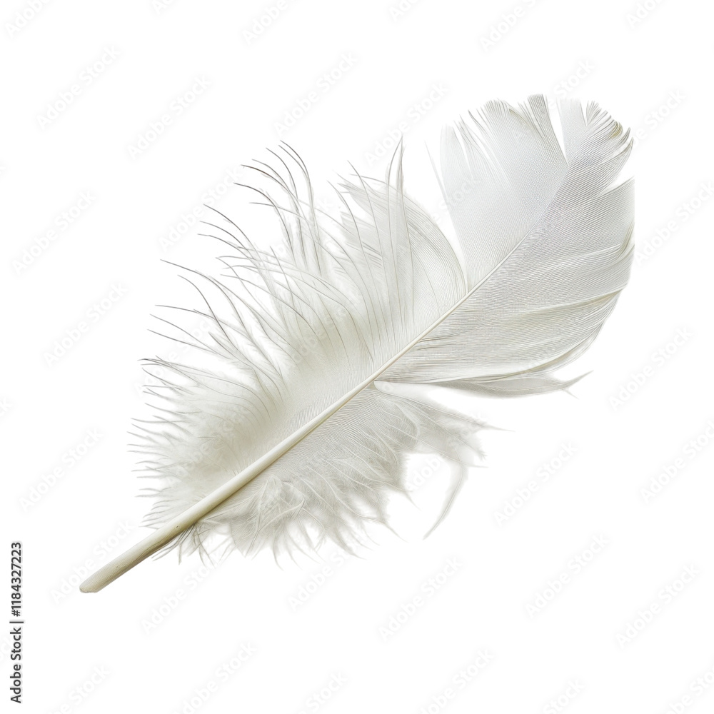 Obraz premium feather isolated on white