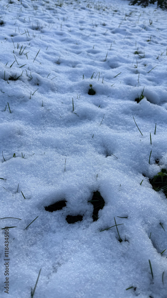 Close-up of melting snow patches on a field, uncovering blades of green grass beneath, symbolizing the change from winter to spring Close-up of melting snow patches on a field, uncovering blades of green grass beneath, symbolizing the change from winter to spring