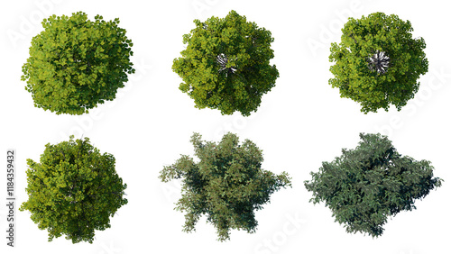 tree top view plant landscape architecture nature garden aerial render. trees branch isolate collection illustration environment green botany urban bush park. tree architecture conifer decorative.