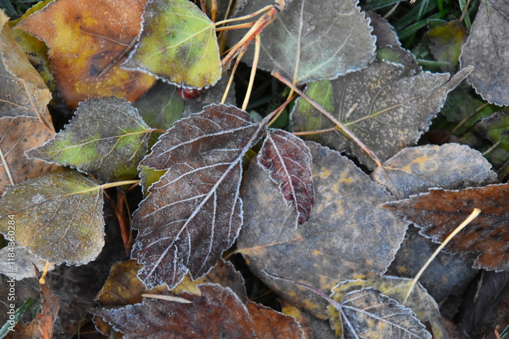 The first frosted in the fall, Sainte-Apolline, Québec, Canada The first frosted in the fall, Sainte-Apolline, Québec, Canada