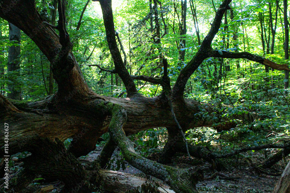 Morning in the forest, green forest Morning in the forest, green forest