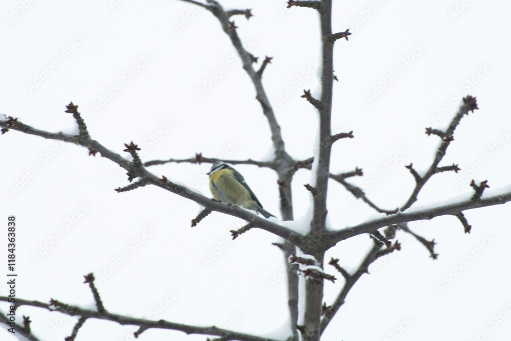 branches of a tree with bird in winter branches of a tree with bird in winter