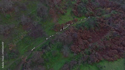 Aerial view of a pastoral scene with a herd of sheep grazing near a forest and a winding path, Corovode, Albania. photo