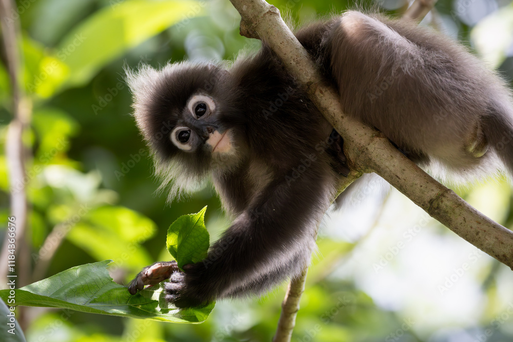 Fototapeta premium Cute Dusky Leaf Monkey, the spectacled langur or the spectacled leaf monkey in Taiping Zoo and Taiping Lake Garden.