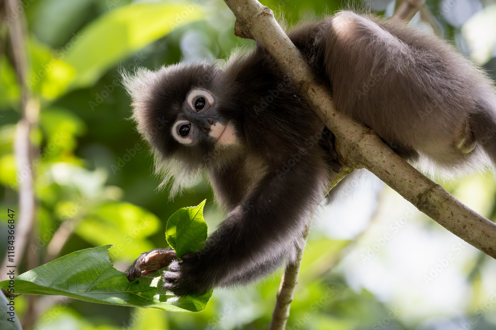Naklejka premium Cute Dusky Leaf Monkey, the spectacled langur or the spectacled leaf monkey in Taiping Zoo and Taiping Lake Garden.