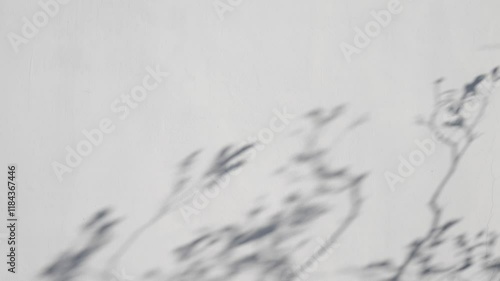 白い漆喰の塗り壁に樹木の影が揺れる背景,
