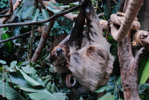 Sloth on a branch