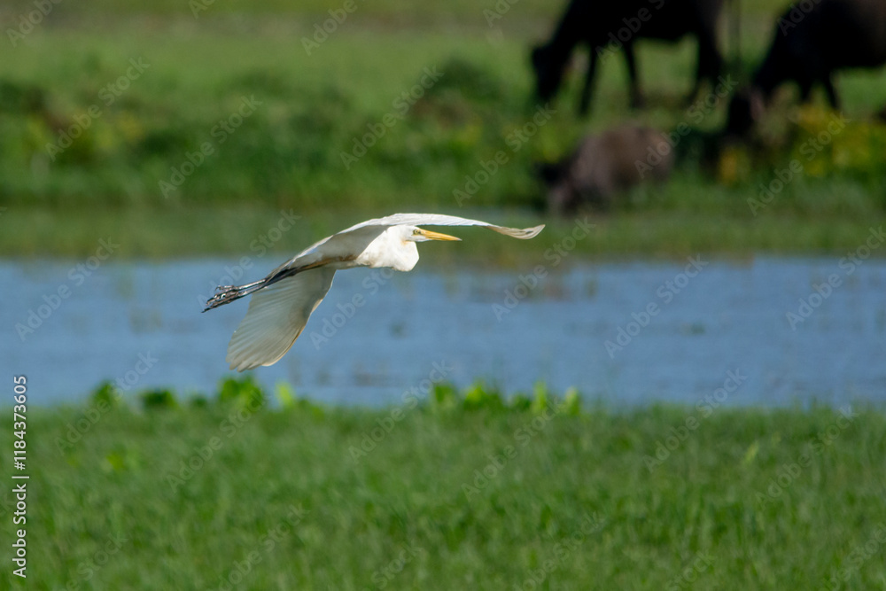 Fototapeta premium Great egret