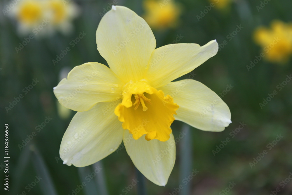 daffodils in the garden daffodils in the garden