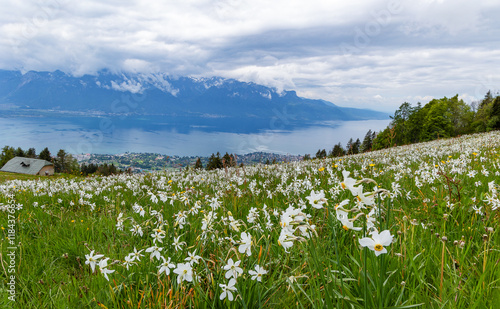 Quadro su tela Blooming field with wild narcissus flower (narcissus poeticus) at the Swiss Alps