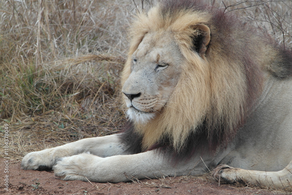 Eswatini Swaziland Hlane BIG 5 Löwe Lion Eswatini Swaziland Hlane BIG 5 Löwe Lion
