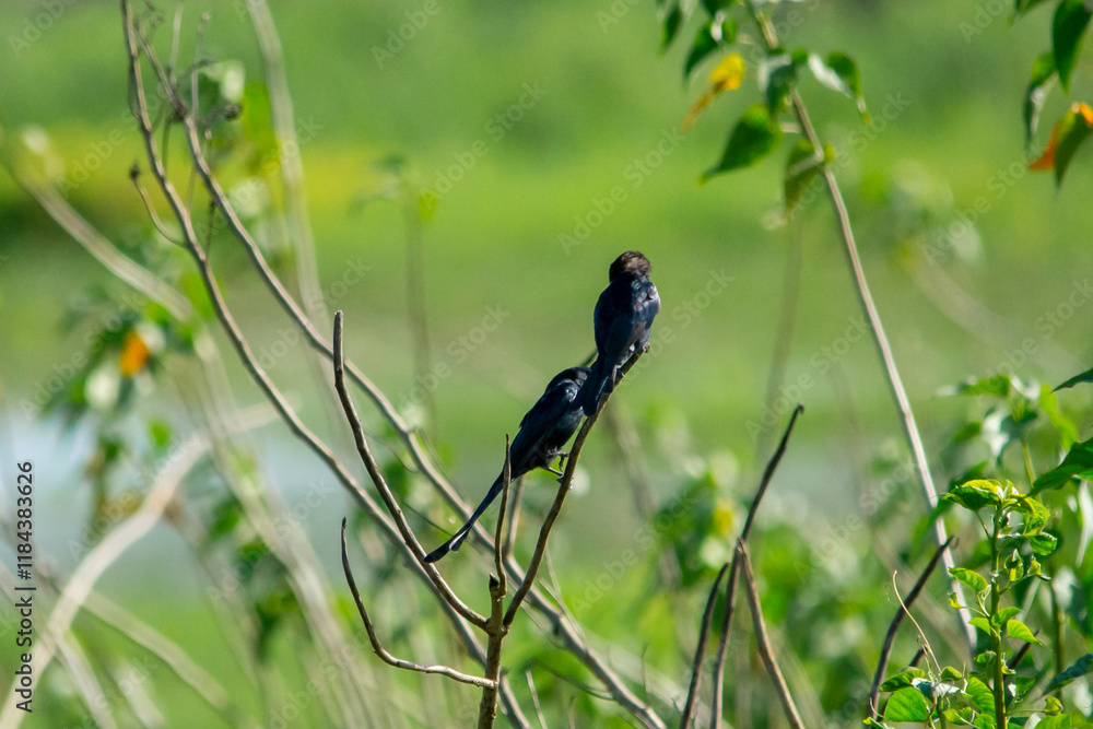Obraz premium Black Drongo