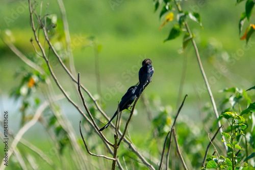 Black Drongo photo