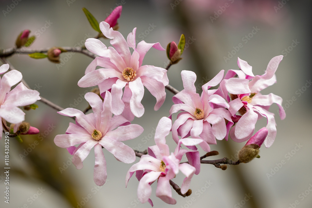 Obraz premium A close view of a flowering magnolia branch