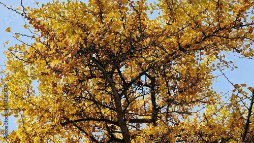 Ginkgo biloba tree branches, with ripe fruits and yellow leaves, in autumn. photo