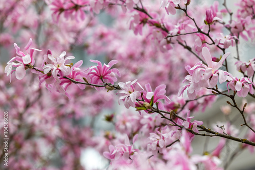 Branch of blooming magnolia against the background of blooming trees
