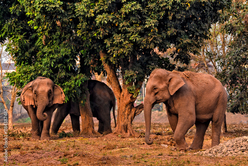 Canvas Print Elephant farm. Luang Prabang, Laos. Tourism in Asia