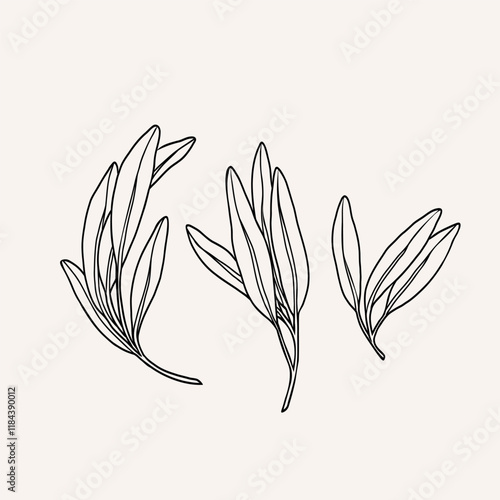 Line art sage branches collection