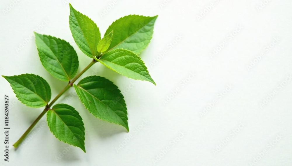 bunch of wild green leaves on a clean white surface, botanical art, organic, white surface bunch of wild green leaves on a clean white surface, botanical art, organic, white surface