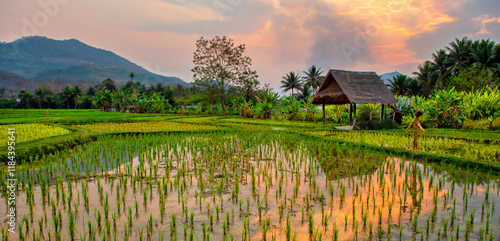 Luang Prabang, Laos. Rice farm and plantation. Agricultural tourism and travel, traditions and culture
